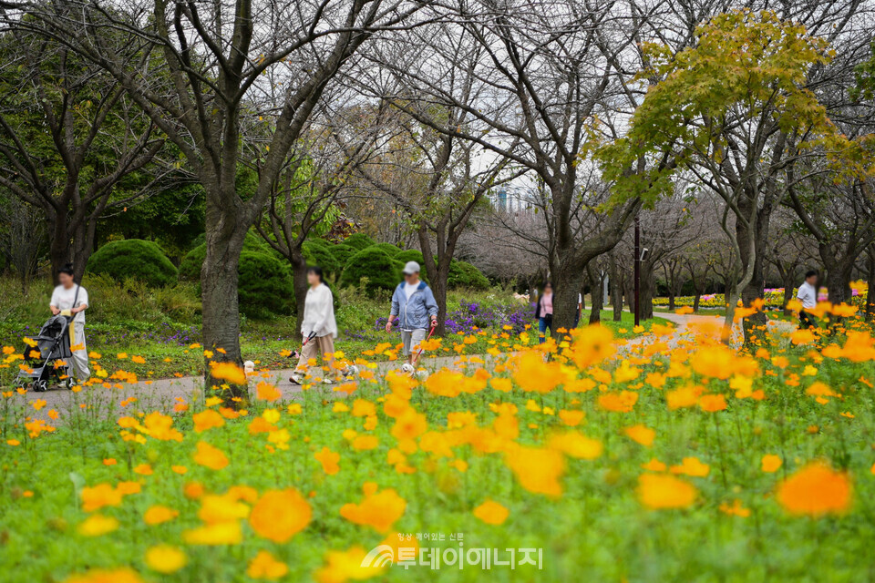 수도권매립지관리공사, '드림파크 국화축제' 연다